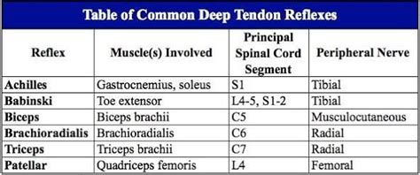 Deep Tendon Reflexes Chart