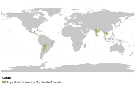 Tropical And Subtropical Dry Broadleaf F Mind Map
