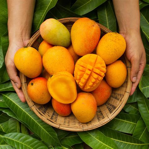 MANGO MONTH June 2023 National Today