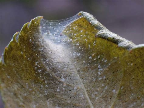Spider Mite Treatment How To Identify Spider Mite Damage And Kill