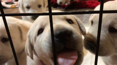 Yellow Labrador Puppies 4 Weeks Old Youtube