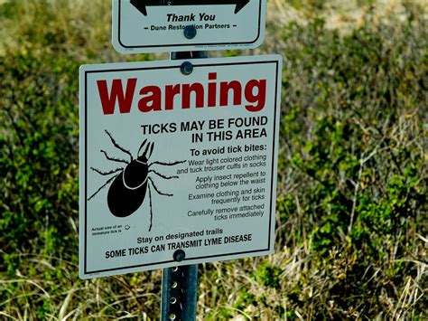Lyme Disease Is On The Rise Should You Worry Chatelaine