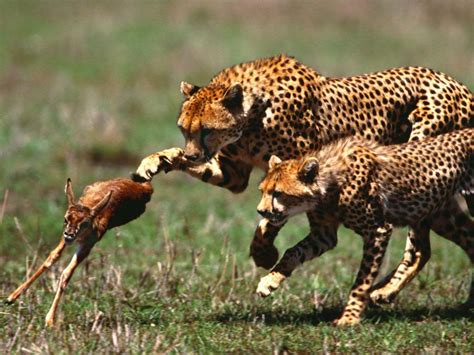 Animal Planet Amazing Wild The Jaguar Full Documentary