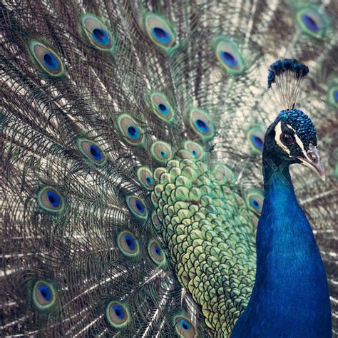 Portrait Of Beautiful Peacock With Stock Image Colourbox