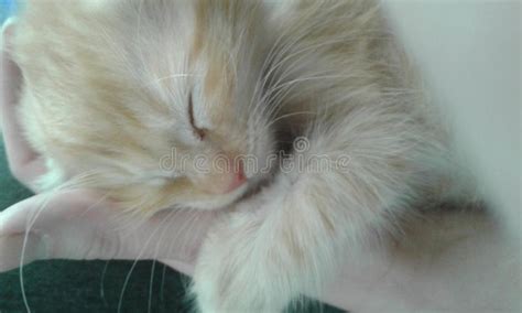 Sleeping Kittens Are So Sweet Stock Image Image Of Cats Feline