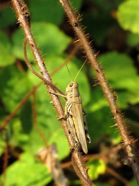 Free Picture Meadow Grasshopper Insect Conocephalus