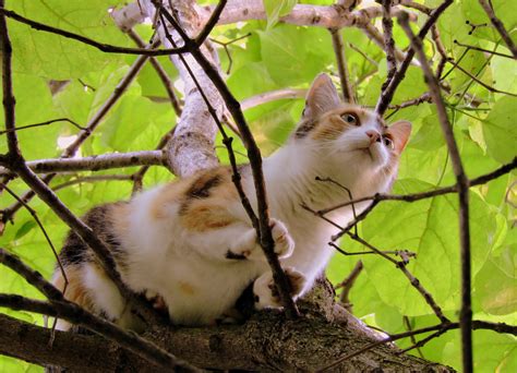 Free Images Tree Nature Branch Flower Animal Wildlife Kitten