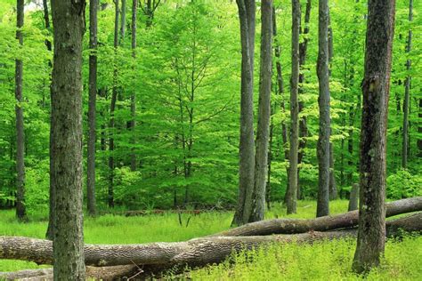 Free Picture Nature Wood Greenery Summer Leaf Tree Landscape