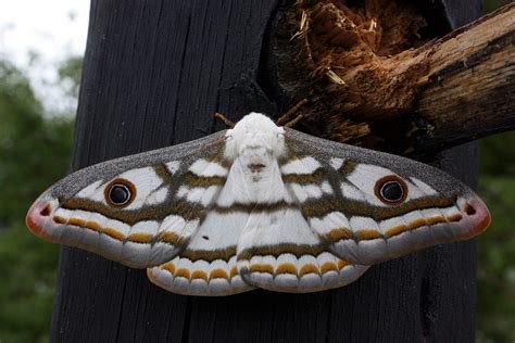 Moth Wikipedia