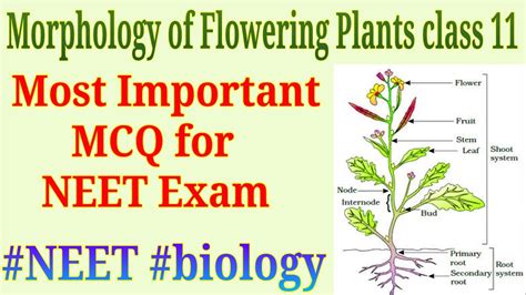 Morphology Of Flowering Plants Notes For Neet Class 11 Important Vrogue