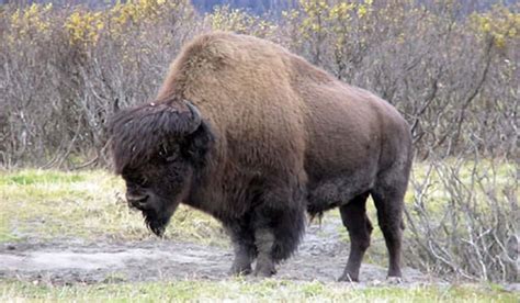 Wood Bison To Be Reintroduced To Alaska After 100 Year Absence Outdoorhub