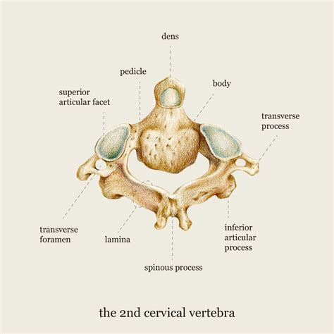 Cervical Vertebrae Anatomy