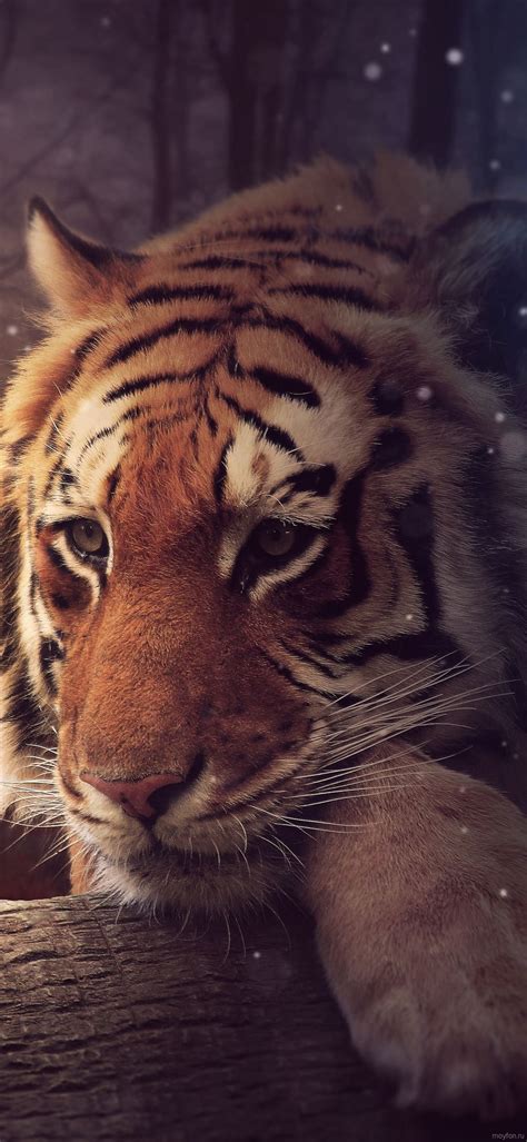 Wallpapers Animals Resolution Of 1080 X 2340 Pixels