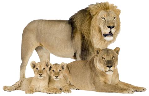 Lion Cub Png Transparent Images Png All