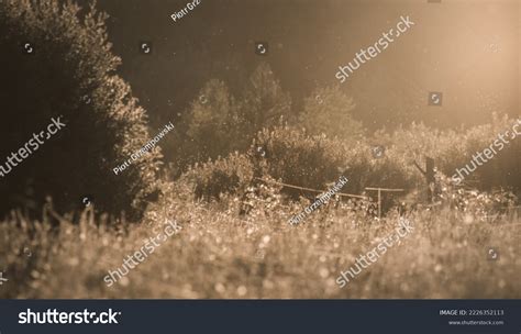 Meadow Dawn Cobwebs Plants Clearing Middle Stock Photo 2226352113