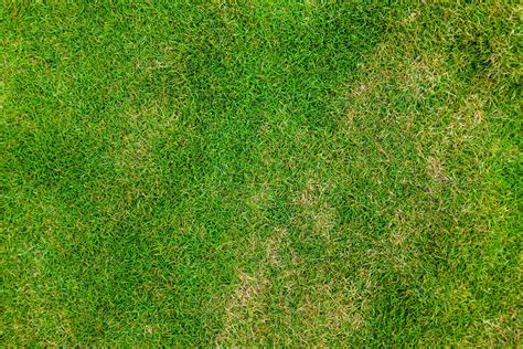 Top Down Free Grass Texture Or Green Lawn Background Photo Image