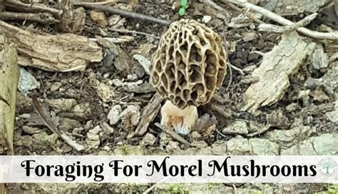 Foraging For Morel Mushrooms Read This First Stuffed Mushrooms