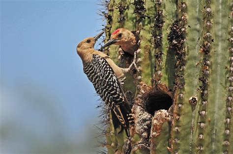 ¿cuáles son los reptiles de los desiertos? El Corazón Verde : Mascotas animales desierto