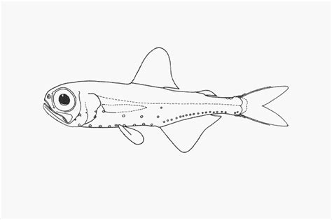 Lantern Fish Drawing