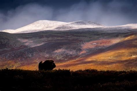 Gdt Nature Photographer Of The Year 2019 In Pictures Nature