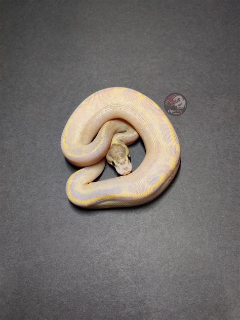 Leopard Ivory Ball Python By Rip City Reptiles Morphmarket