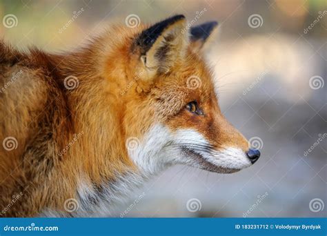 Red Fox Vulpes Vulpes Beautiful Animal Wildlife Nature Europe Stock