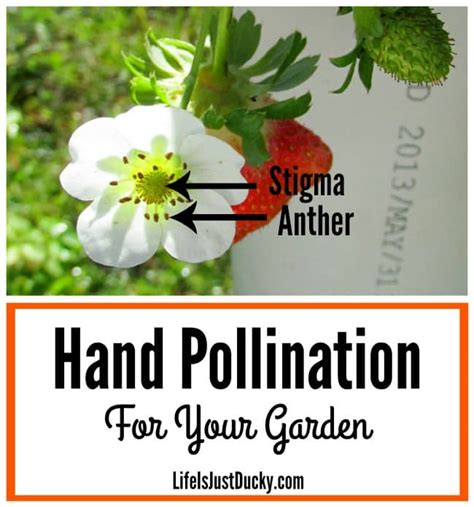 Learn Hand Pollination And Why You Should Life Is Just Ducky