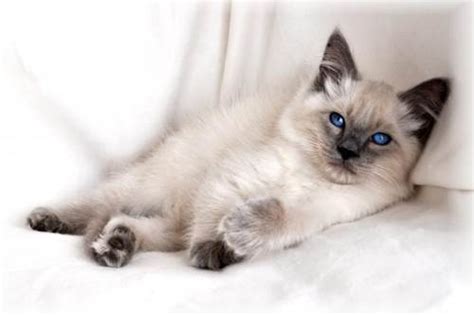 Balinese Cat Breed Information Picture And Features
