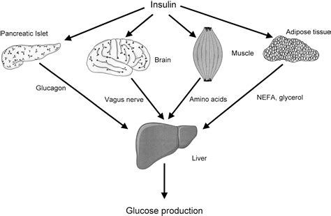 Although this is a vital function of the organ, its chief role is linked to the synthesis of the hormone, insulin. The Inhibitory Effects of Insulin on Hepatic Glucose ...