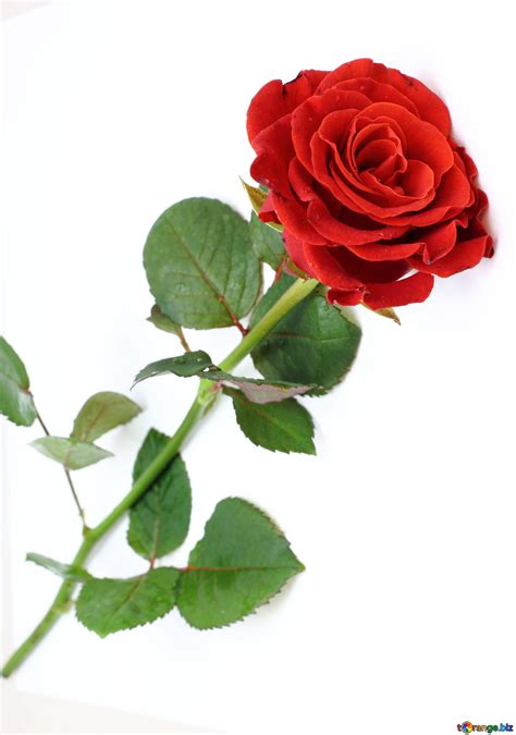 Red Beautiful Rose Free Image № 16891