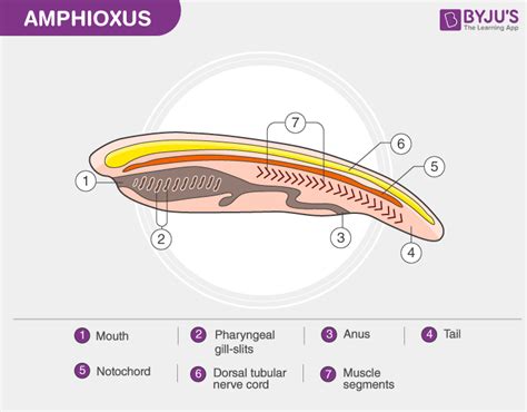 Diagram of Cephalochordate