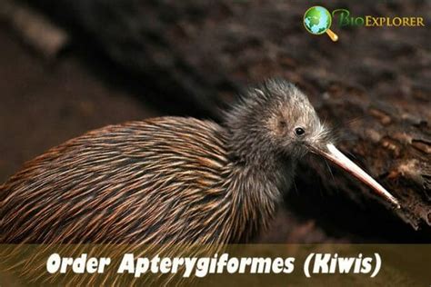 Order Apterygiformes Kiwis And Extinct Birds Bioexplorer Net