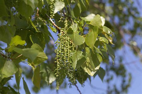 Ten Popular Poplar Trees