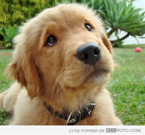15 Adorable Puppies Are Heartbroken After Learning There Are No Sports