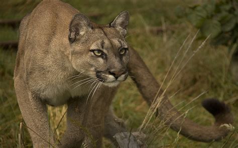 Animal Cougar Hd Wallpaper