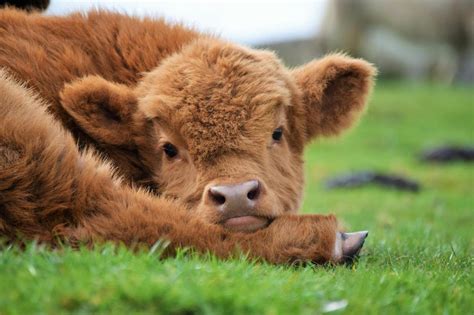 Hugh Highlander Highland Cow Resting Cuteness Baby Highland Coo Via