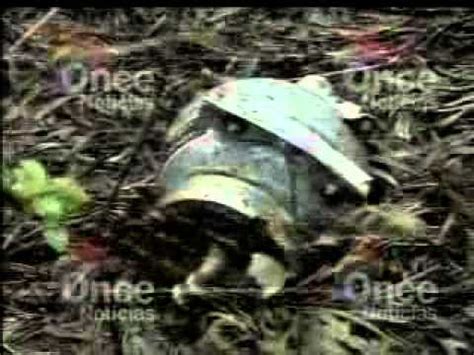 Rcn radio bogotá | 93.9 fm. Transmision de canal 11 en vivo del accidente aéreo CIN Honduras - YouTube