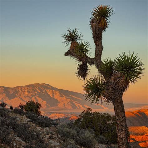 Matt W Phoenix Az On Instagram “sunrise At Keys View In Joshua Tree