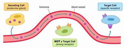 Endocrine System Hormones Homeostasis Signalling Physiology