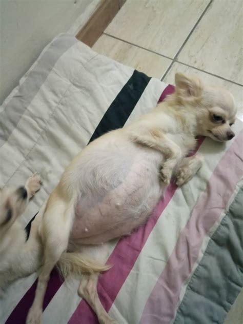 How Long Is A Chihuahua Pregnant For