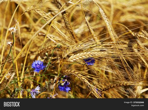 Cornflowers Over Wheat Image And Photo Free Trial Bigstock