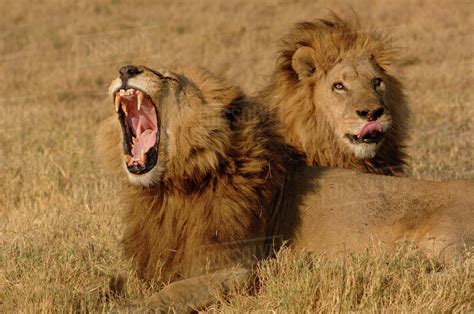 Lions Panthera Leo These Are The Duba Pride Males Duba Plains