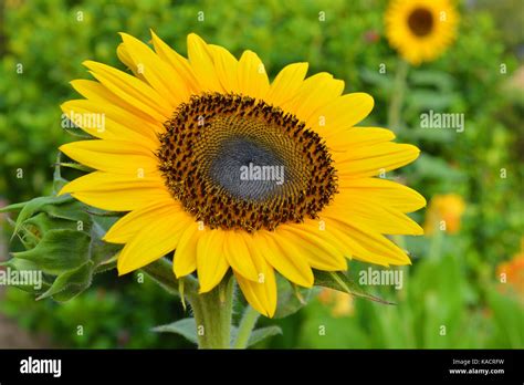 Sunflower Russian Giant Helianthus Annuus Stock Photo Alamy