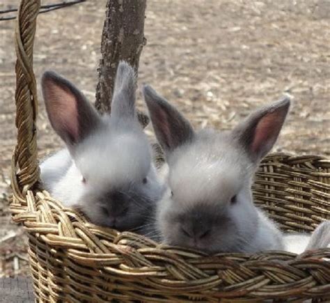 Siamese Satin Rabbits For Sale Zoe Fans Blog Cute Animals Rabbits
