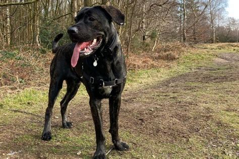 Cane Corso German Shepherd Mix This Dog Will Fascinate You