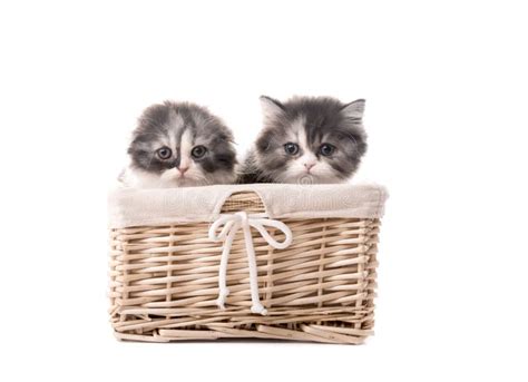 Two Kittens In A Basket On A White Background Stock Image Image Of