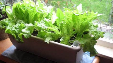 5 Proven Ways To Growing Lettuce Indoors And In Containers