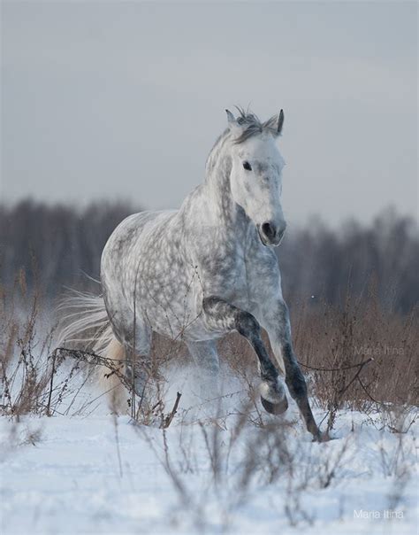 Beautiful — Scarlettjane22 Orlov Trotter Paprika Winter