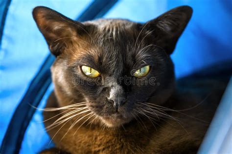 Burmese Cat Lies In Blue Cat House Cute Dark Brown Burma Pet Looking
