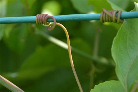 My Little Vegetable Garden Tendrils Of Markisa Passion Fruits